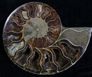 Inch Cut & Polished Ammonite #4877-2